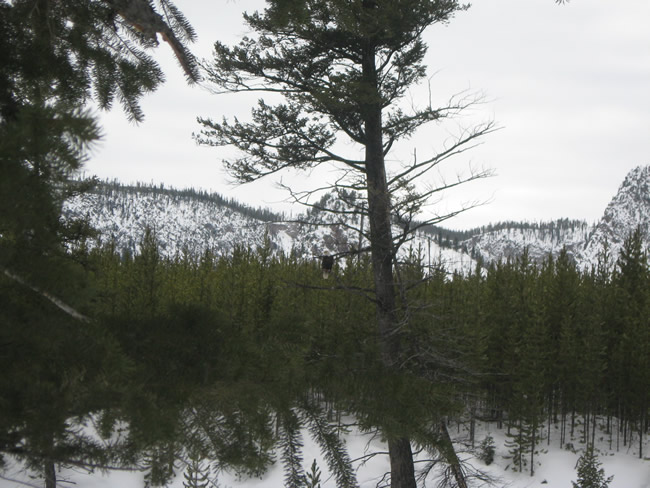 /pictures/Yellowstone Winter Trip/IMG_5018.jpg